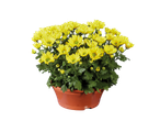 Gele chrysanten in een terracotta pot.