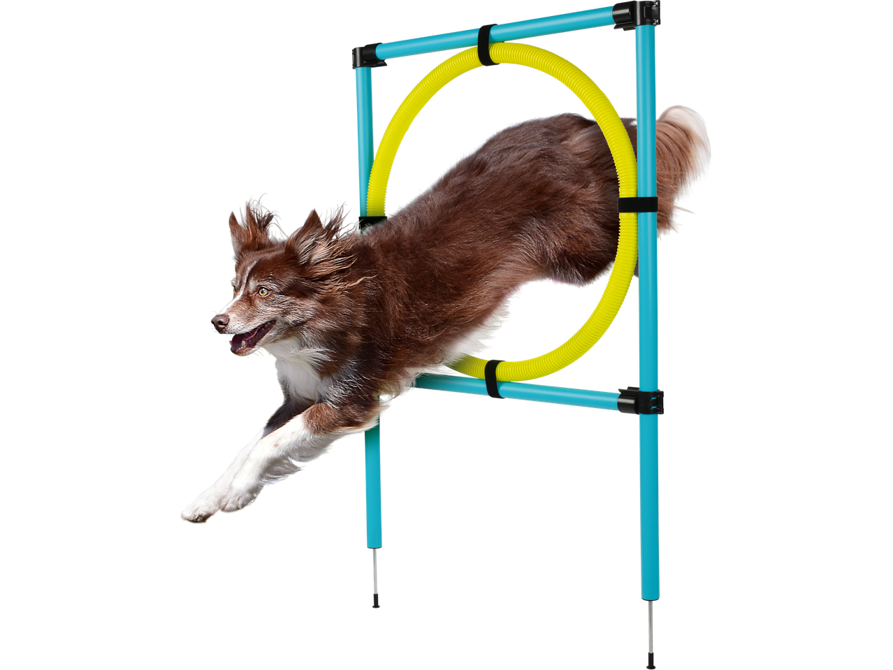 En hund hoppar genom en agility-ring.