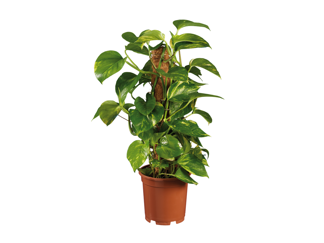 Potted moss stick houseplant with green and yellow variegated leaves