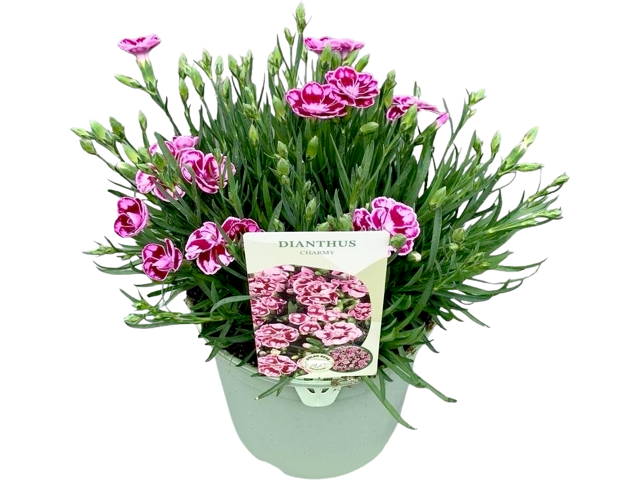 Potted dianthus plant with pink and white flowers, green foliage, and a plant tag.