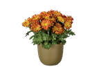 Chrysanthèmes rouges et jaunes en pot.