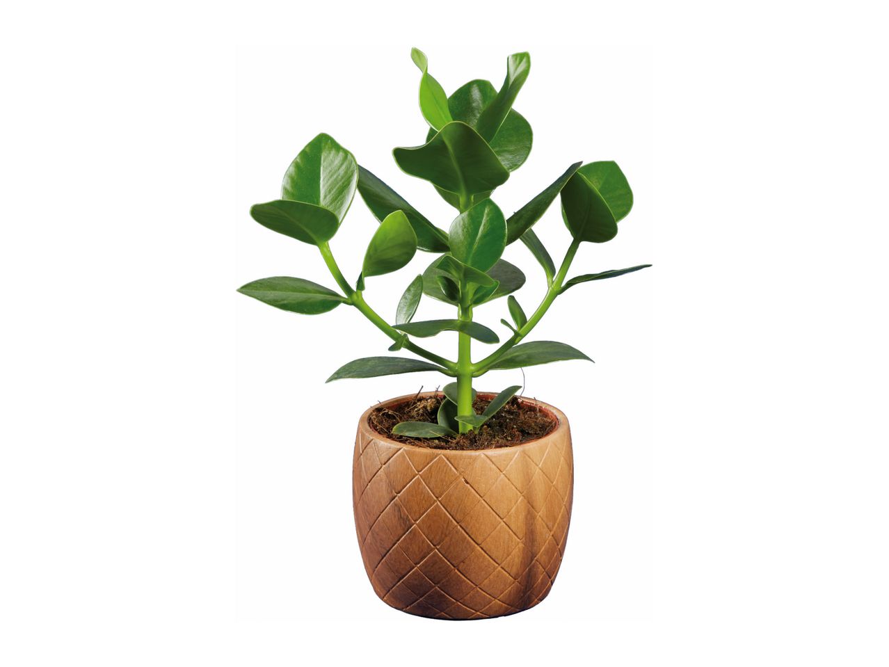 A small ZZ plant in a light brown pot.