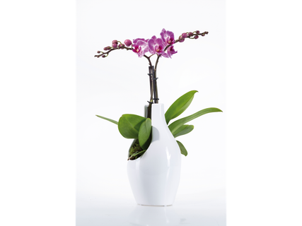 Orchidée en céramique design