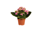 Plantas floridas rosas em vasos.