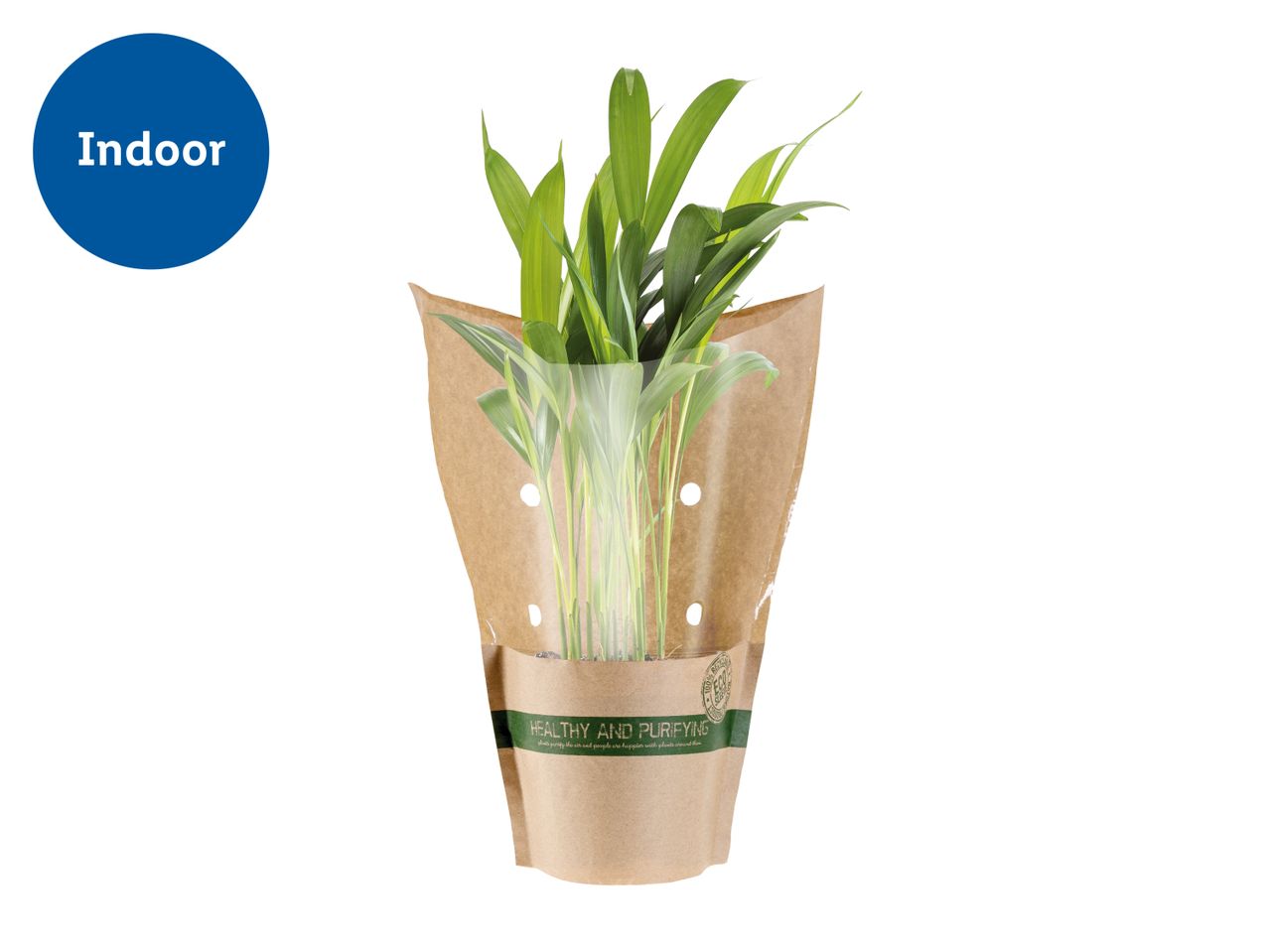 Indoor plant in brown and clear packaging with text 'HEALTHY AND PURIFYING'