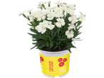 Potted white flowers with green leaves in a yellow pot with red lip prints and text.