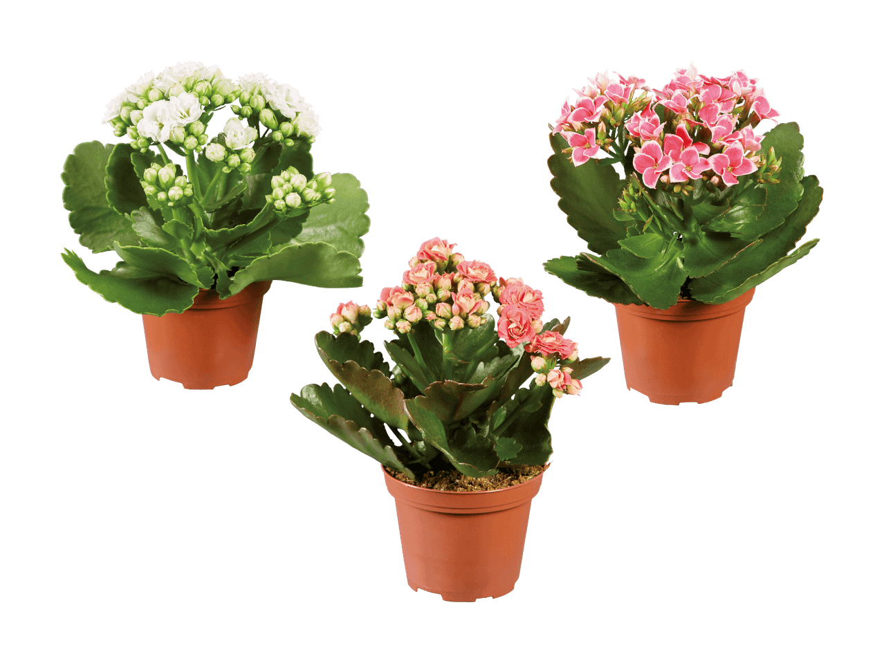 Trois plantes de Kalanchoe en pot, avec des fleurs blanches et roses, sur fond noir.