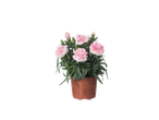 Plante de dianthus rose en pot avec des instructions d'entretien en allemand et en néerlandais.