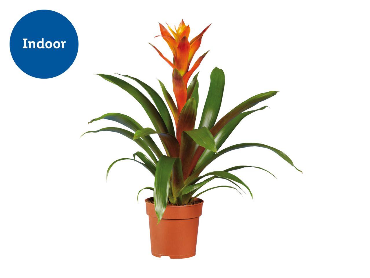 Indoor bromeliad plant with vibrant orange and yellow flowers in a brown pot.