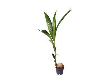 Kokospalme