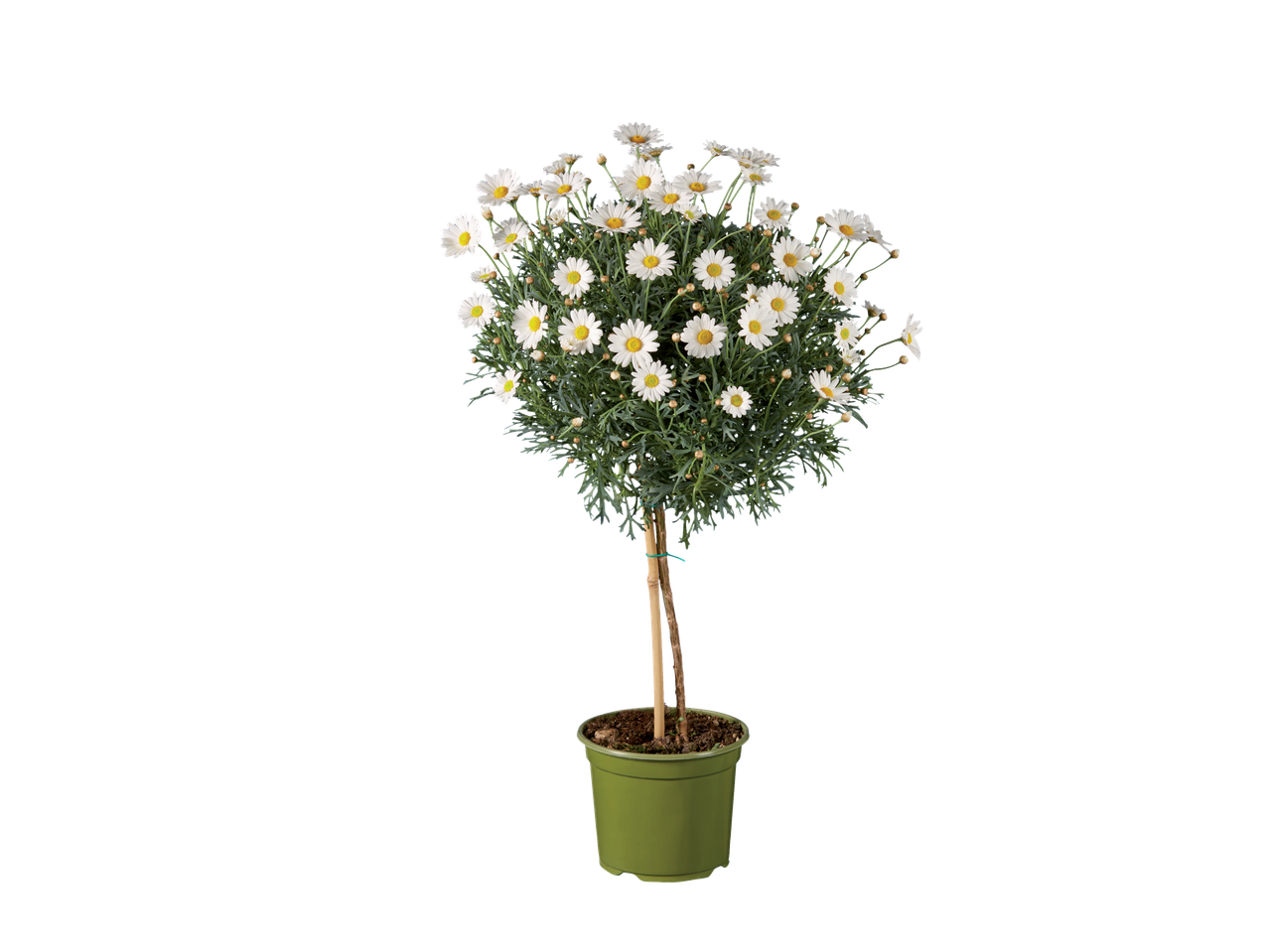 Plantă în ghiveci cu margarete albe.