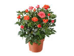 Mini Rose plant with vibrant orange and pink blooms in a brown pot