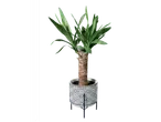 Yucca plant in a black and white geometric patterned pot on a stand.