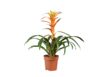 Planta de interior, bromélia em vaso.