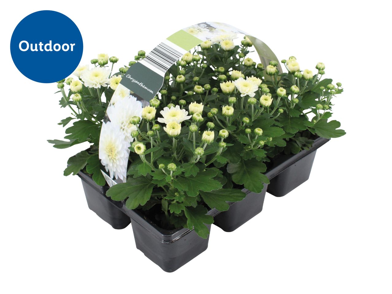 White Chrysanthemum plants in a black tray, labeled 'Outdoor'.