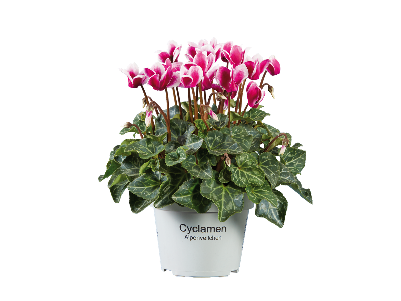 A potted cyclamen plant with vibrant pink and white flowers and patterned green leaves.