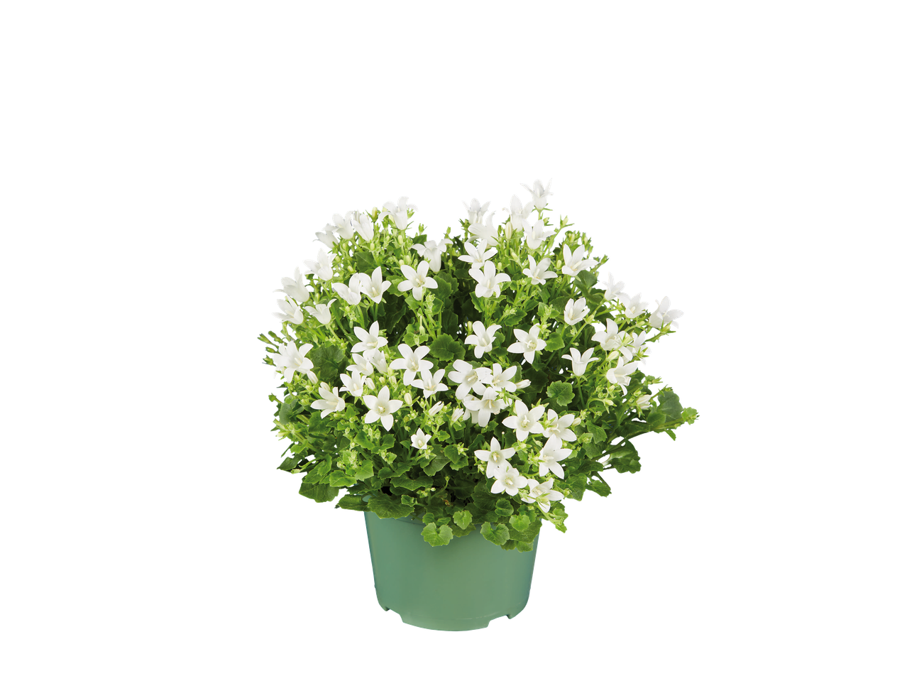 Plante en pot avec des fleurs blanches