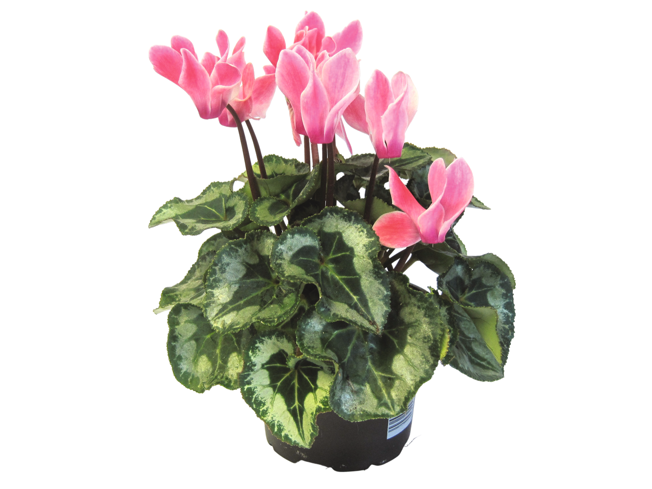 A potted mini cyclamen plant with vibrant pink flowers and variegated green leaves.