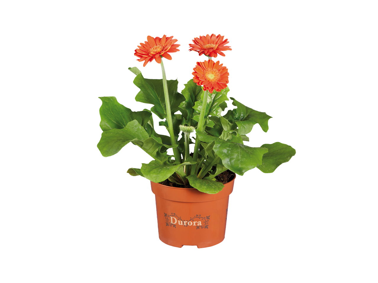 Plante en pot avec trois fleurs d'oranger et des feuilles vertes, avec le texte 'Durora' sur le pot.