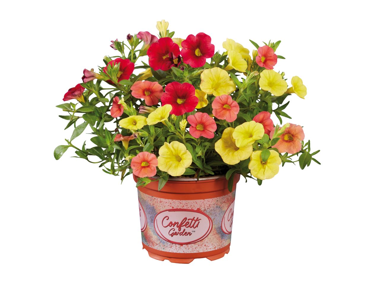 Potted plant with red, yellow, and orange flowers, labeled 'Confetti Garden'