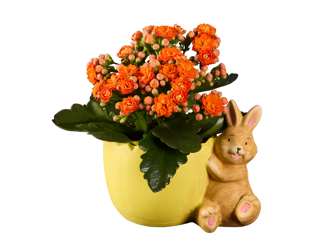 Plantă Kalanchoe portocalie într-un ghiveci cu iepuraș.