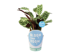 Calathea plant in a pot labeled "Bloom Your Room".