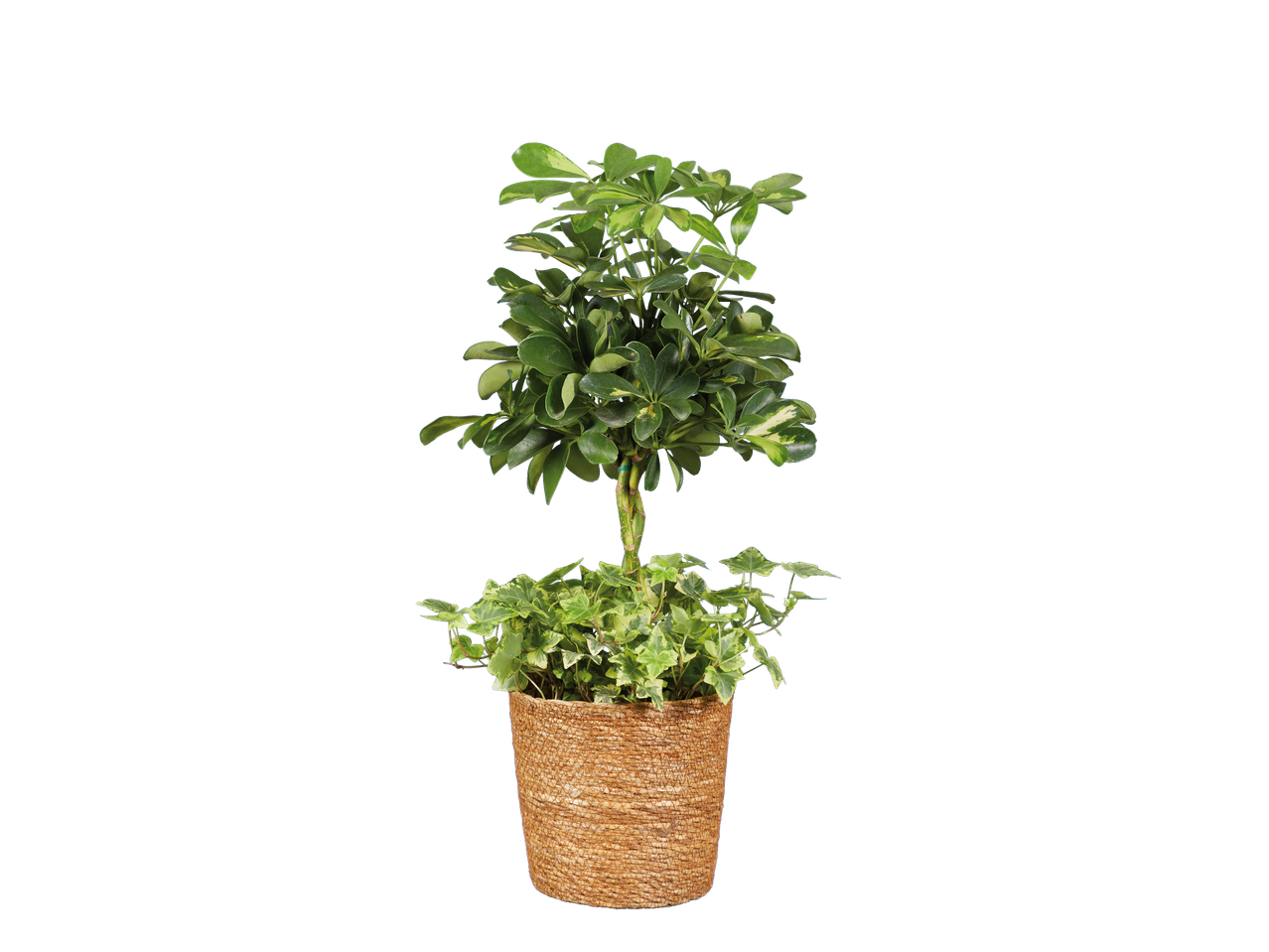 Plante d'intérieur verte en pot tressé