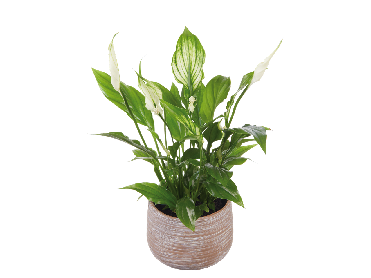 O plantă Spathiphyllum frumoasă într-un ghiveci bej.
