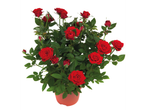 Red roses in a pot: a romantic gift.