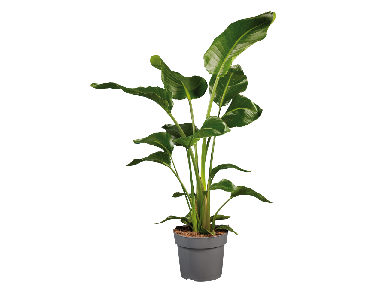 Exclusieve groene plant in een grijze pot, met grote, glanzende bladeren.