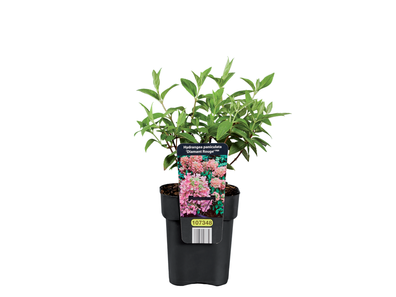 Hortensia 'Diamant Rouge' in pot.