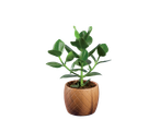 Planta de jade em vaso de cerâmica marrom.