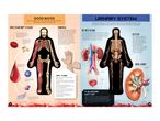 An infographic explaining the good blood and urinary system, with illustrations of human anatomy.