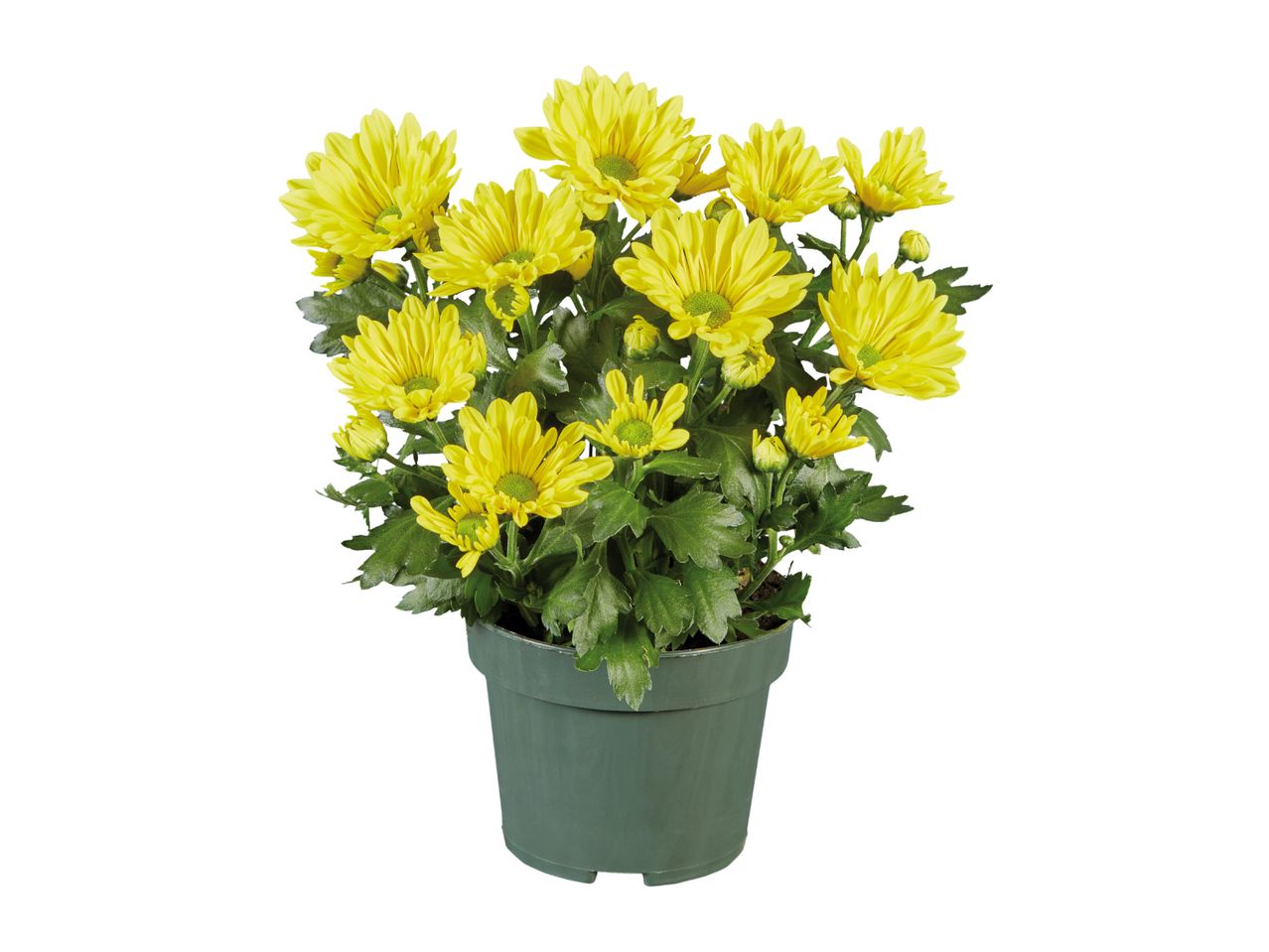 A potted plant with vibrant yellow chrysanthemum flowers and green leaves.