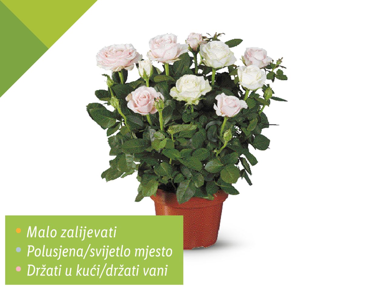 Lončić s bijelom Pelargonium peltatum 'Dr. Otto' biljkom.