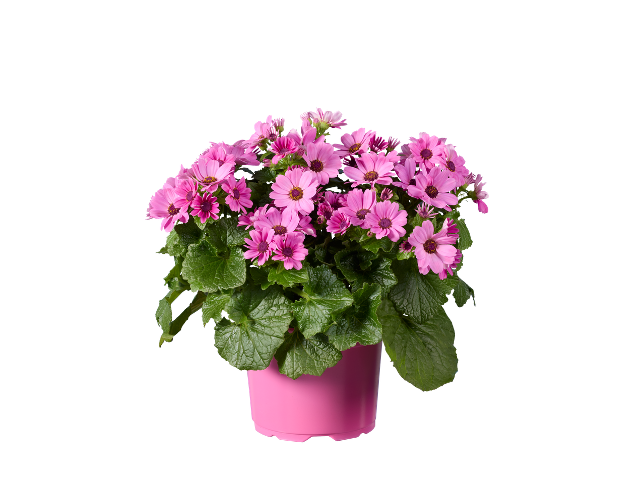 Roze Teneriffa aster in een pot op een zwarte achtergrond