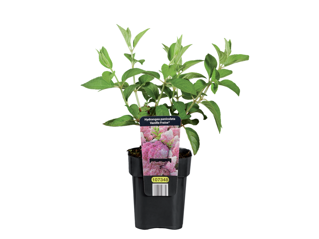 Hydrangea paniculata 'Vanille Fraise' in pot