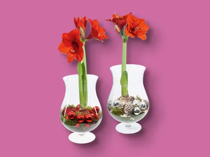 Amaryllis im Glas