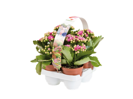 Barquette de 4 kalanchoés