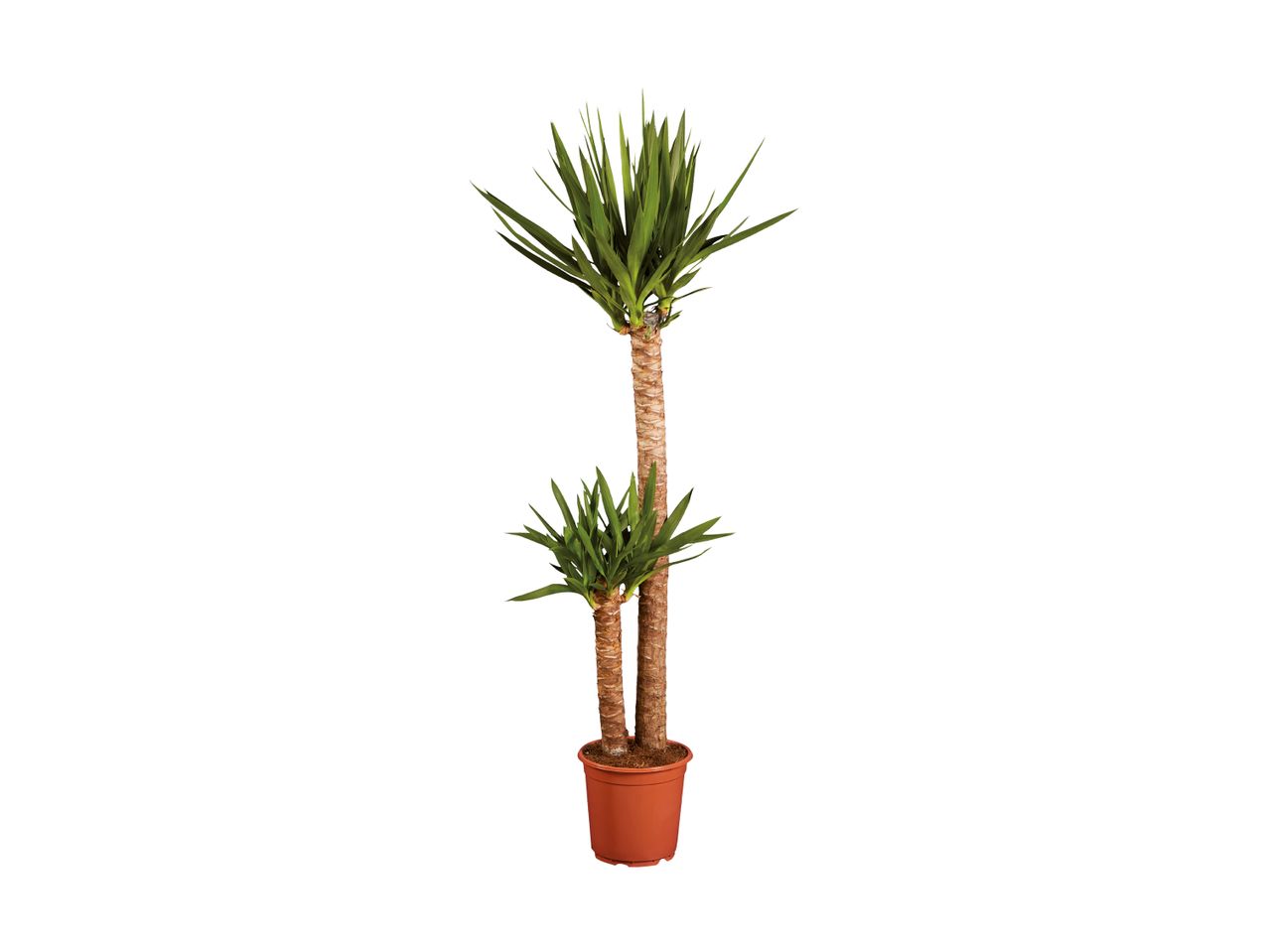 A Yucca plant with two trunks in a terracotta pot, isolated on a white background.