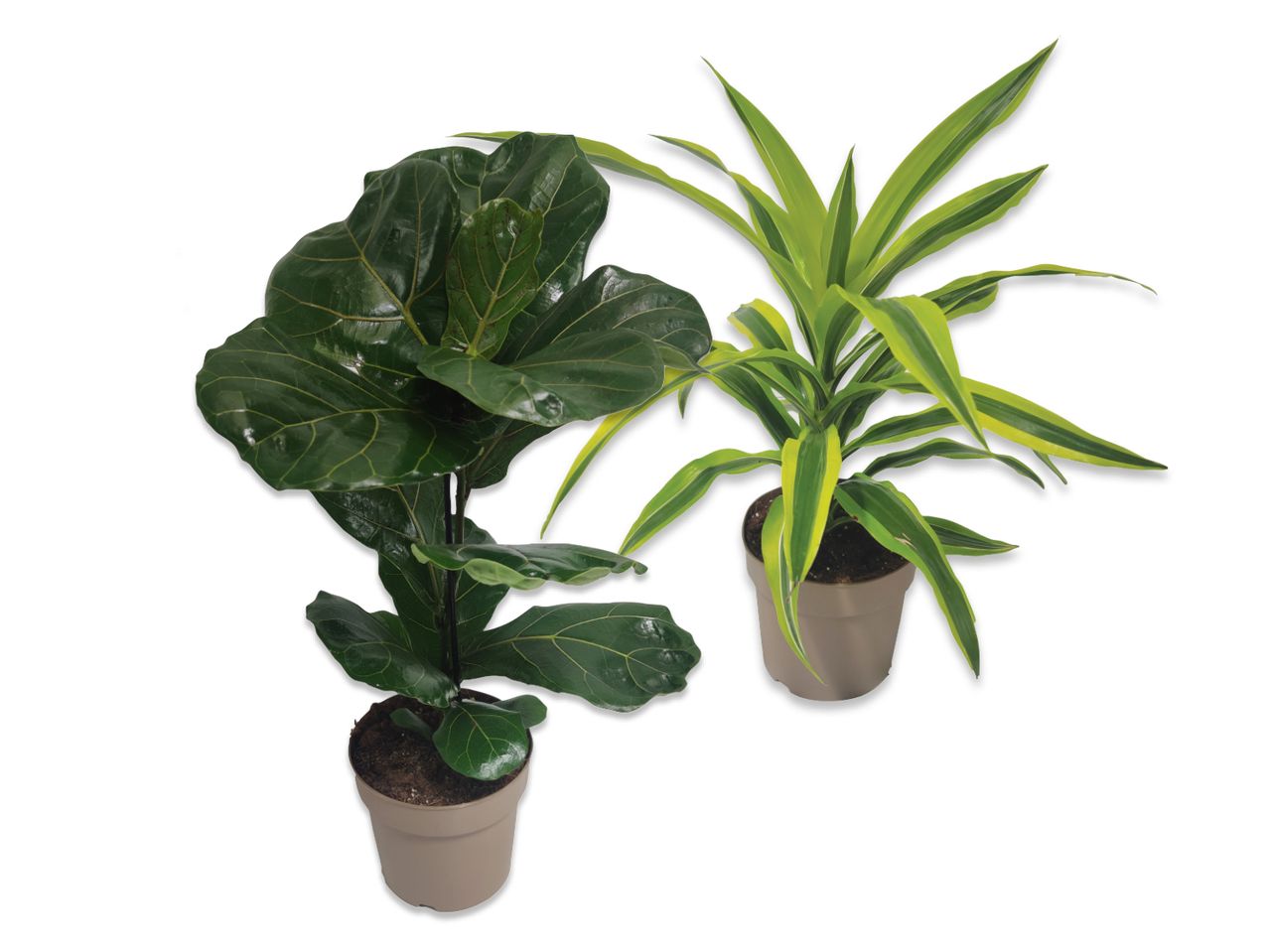 Two Green Plants.