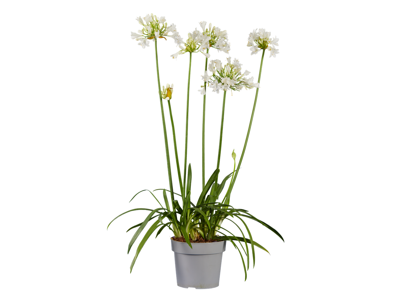 Witbloeiende Agapanthus in een grijze pot