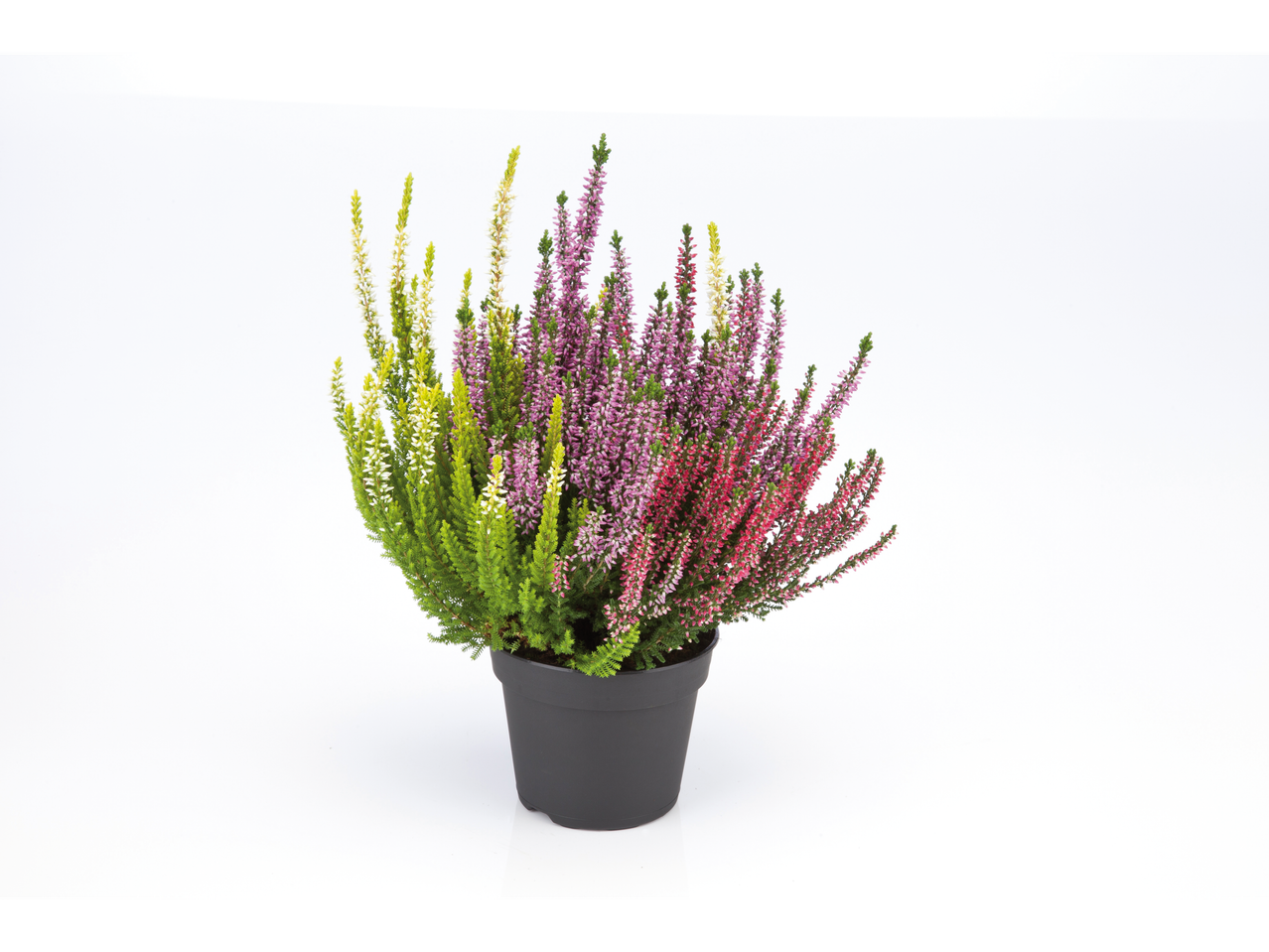 Kleurrijke heideplanten in een pot.