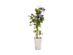 Clematis plant met paarse bloemen en knoppen in een witte pot met een klimrek
