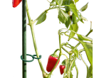 Planta de pimentão vermelho com suporte de jardinagem verde