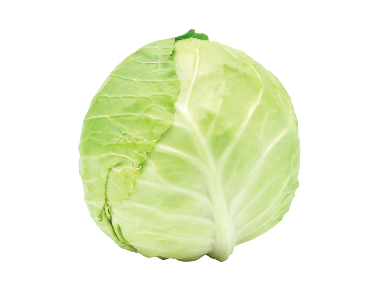 Sveža zelena glavica kupusa na crnoj pozadini.