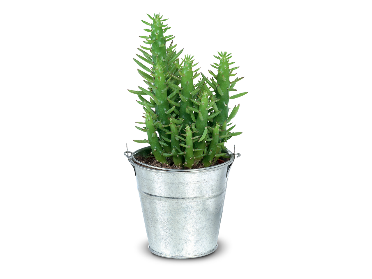 Groene cactus in een zilverkleurige metalen emmer op een zwarte achtergrond.