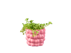 Planta verde em um vaso rosa com formato de bolhas.