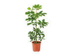 Groene plant in pot.