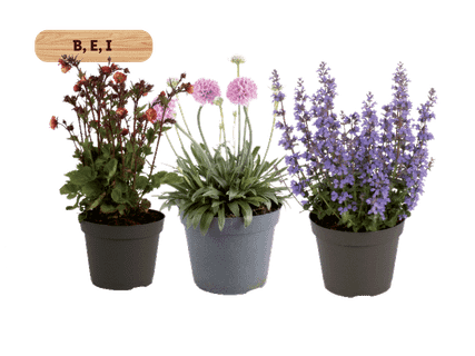Sodo augalai „Primavera Mix“
